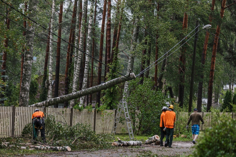 Koks nokritis uz elektrības vada